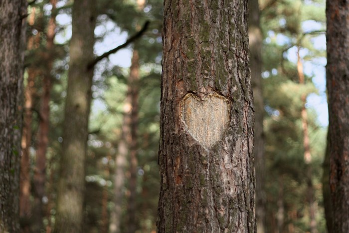 Ett inristat hjärta i en trädstam i en skog strax intill ett bostadsområde med nyproducerade bostadsrätter